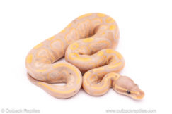 Banana Black Pastel het pied Ball python for sale