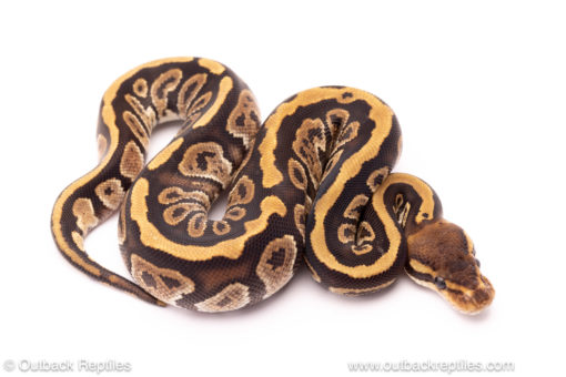 Cypress ball python for sale