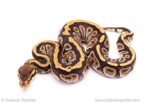 Cypress ball python for sale