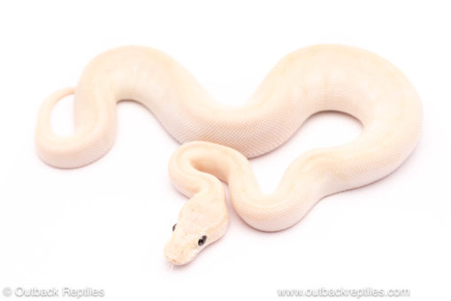 Blue Eyed Lucy ball python for sale