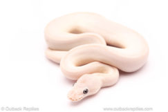 Blue Eyed Lucy ball python for sale