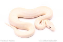 Blue Eyed Lucy ball python for sale