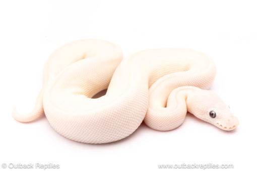 Blue Eyed Lucy ball python for sale