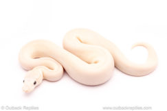 Blue Eyed Lucy ball python for sale