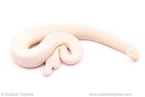 Blue Eyed Lucy ball python for sale