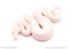 Blue Eyed Lucy ball python for sale