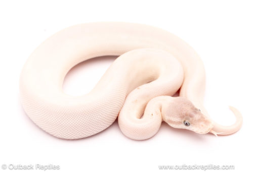 Blue Eyed Lucy ball python for sale