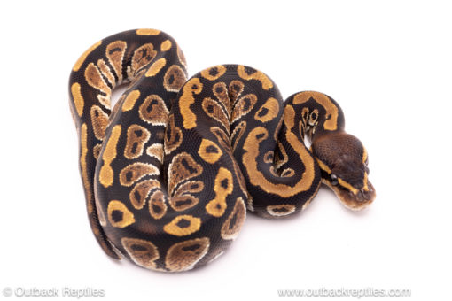 cypress ball python for sale