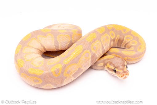 Pastel Banana het pied ball python for sale