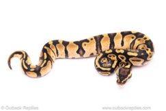 Pastel het Pied ball python for sale