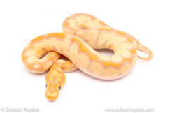 Banana enchi CLown ball python for sale