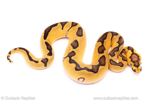 enchi clown ball python for sale