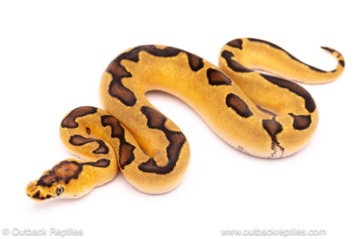 enchi clown ball python for sale