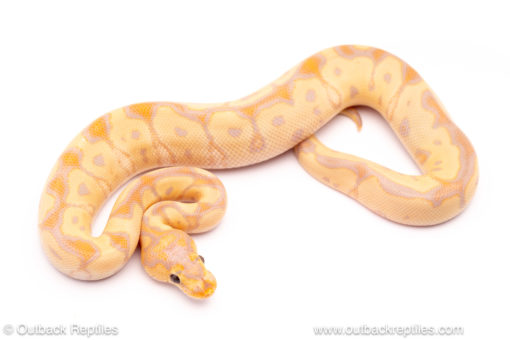 Banana enchi clown ball python for sale