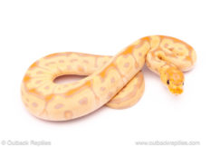 Banana enchi clown ball python for sale