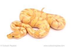 Banana enchi het clown ball python for sale