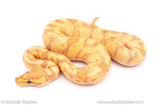 Banana enchi het clown ball python for sale