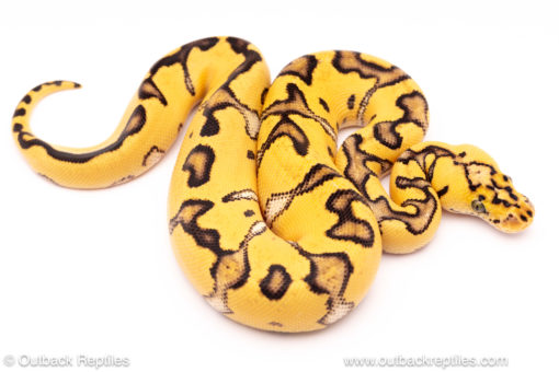 pastel enchi clown ball python for sale