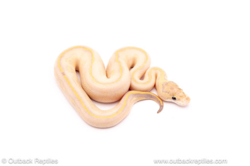 leopard ivory red stripe ball python for sale