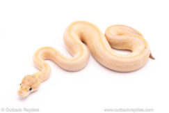 leopard ivory red stripe ball python for sale