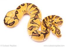 pastel enchi clown ball python for sale