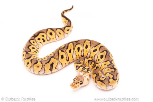 Pastel Clown ball python for sale