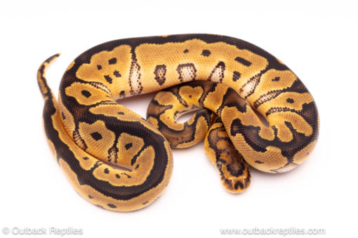 Clown ball python for sale