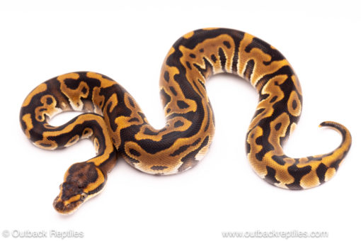 Leopard enchi het clown ball python for sale