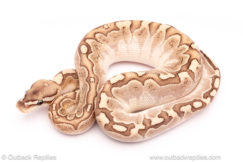 bamboo het clown ball python for sale