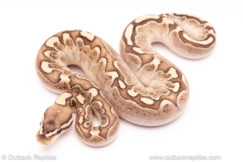 Bamboo het clown ball python for sale