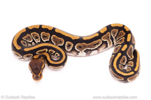 Cinder het Clown ball python for sale