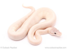 Hypo Blue Eyed Lucy ball python for sale