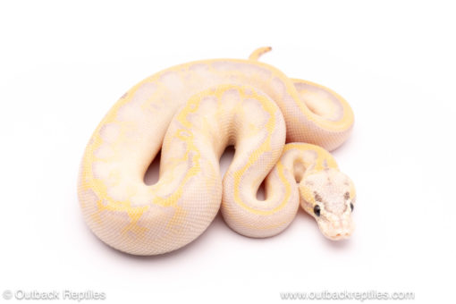 Pastel Leopard Ivory ball python for sale