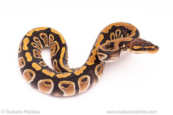 Cypress het clown ball python for sale