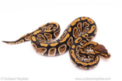 cypress het clown ball python for sale