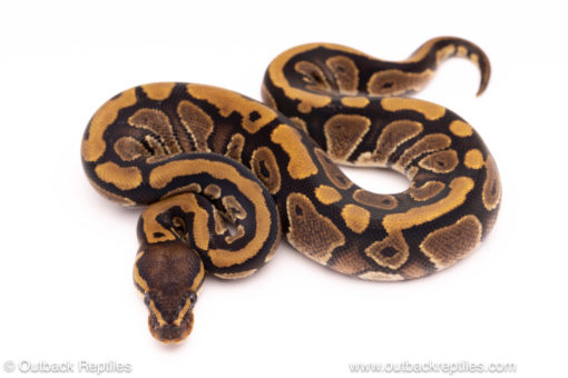 Cinder het pied ball python for sale