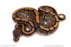 Cinder het pied ball python for sale