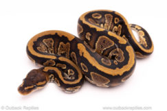 cinder het pied ball python for sale