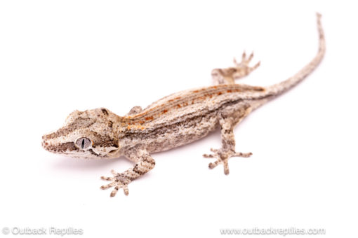 Baby gargoyle gecko for sale at outback reptiles