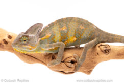 Veiled Chameleons for sale at Outback Reptiles