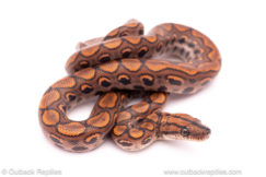 Brazilian rainbow boas for sale