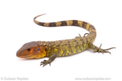 Caiman Lizards for sale