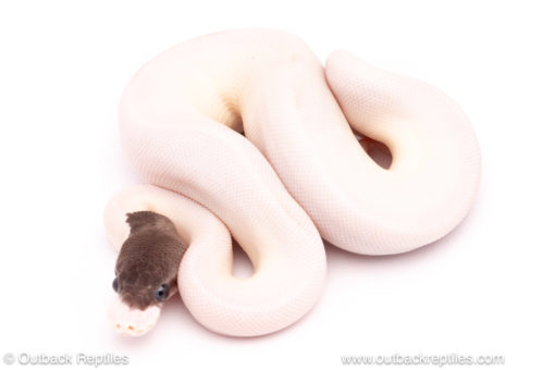 Fire Panda Pied ball python for sale