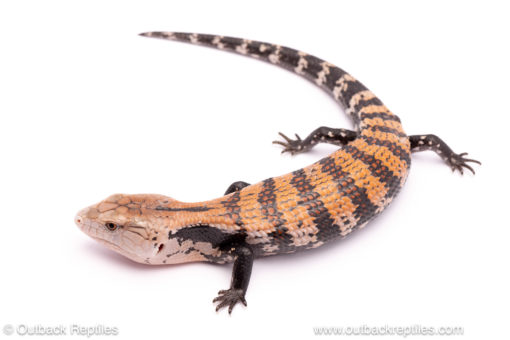 Halmahera Blue Tongue Skinks for sale