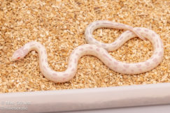 Albino black and white california kingsnake for sale