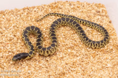 Desert kingsnake for sale