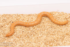 Albino kenyan sand boa for sale