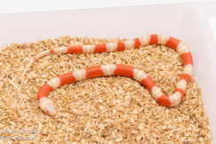 Albino Nelson's Milksnake for sale