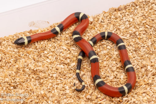 Nelson's milksnake for sale