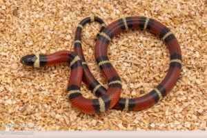 Nelsons milksnake for sale